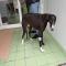 GPAR :: Grupo de Protección Animal de Rute