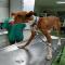 GPAR :: Grupo de Protección Animal de Rute