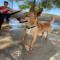 GPAR :: Grupo de Protección Animal de Rute