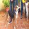 GPAR :: Grupo de Protección Animal de Rute